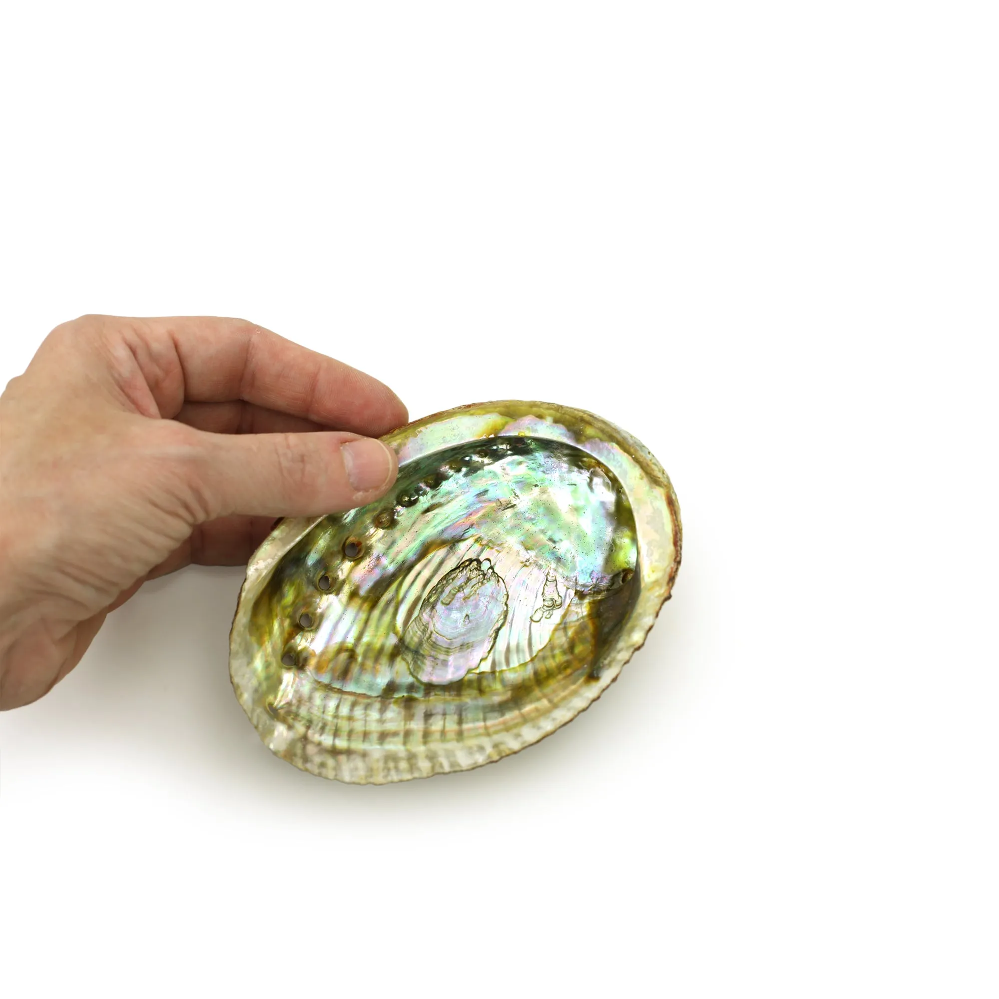 Burner - Abalone Shell - Medium 3.75"-5"