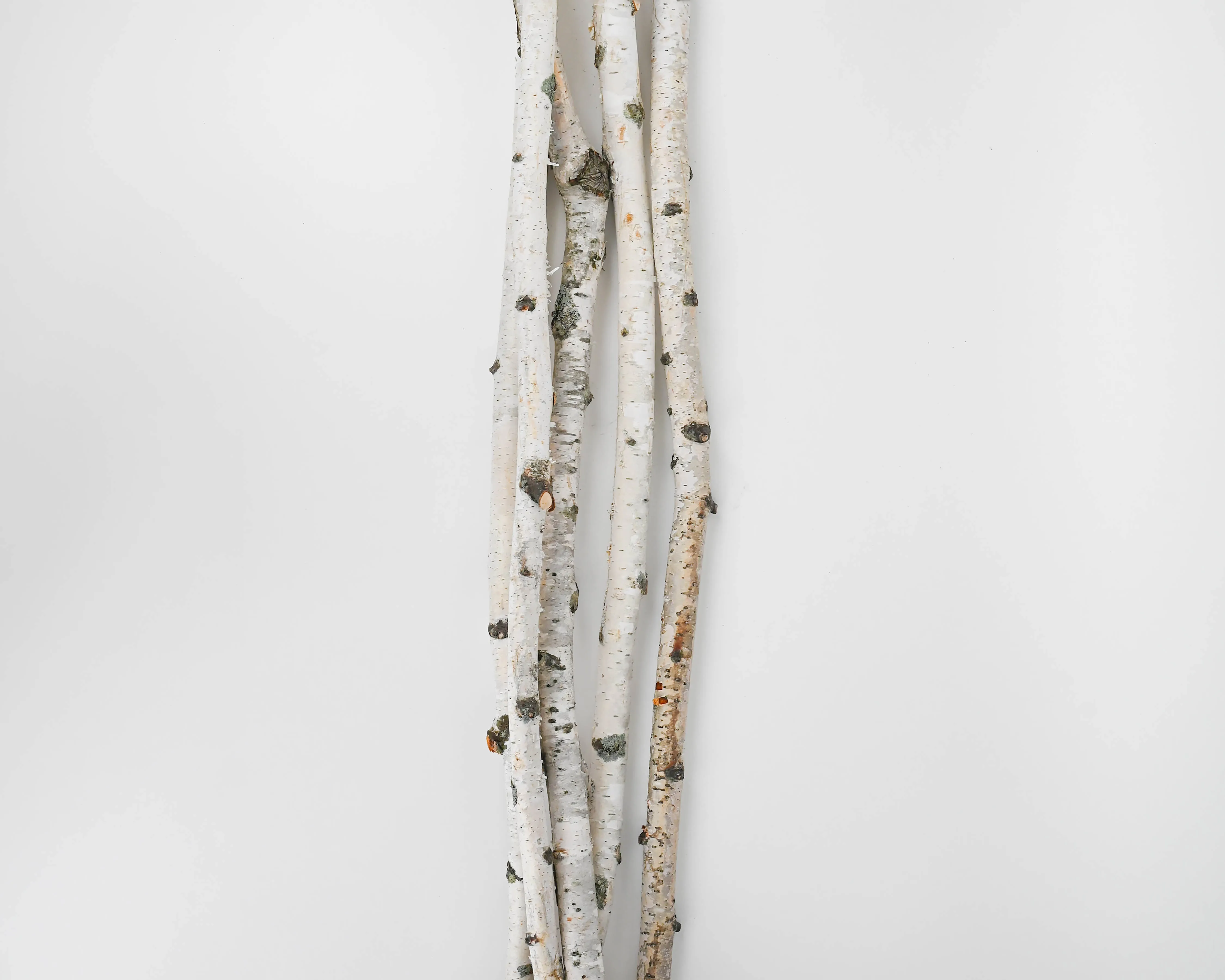 White Birch Poles For Sale - Decorative